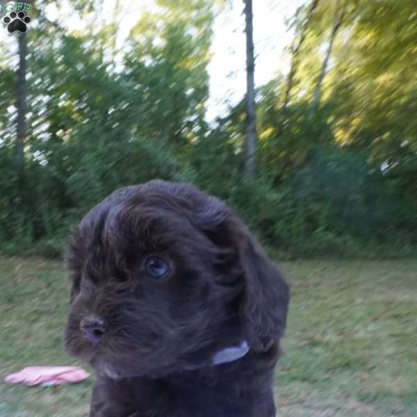Tessa, Aussiedoodle Puppy